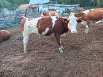 Juninci gestante