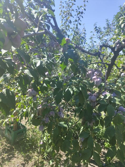 Prune anaspet , Olt