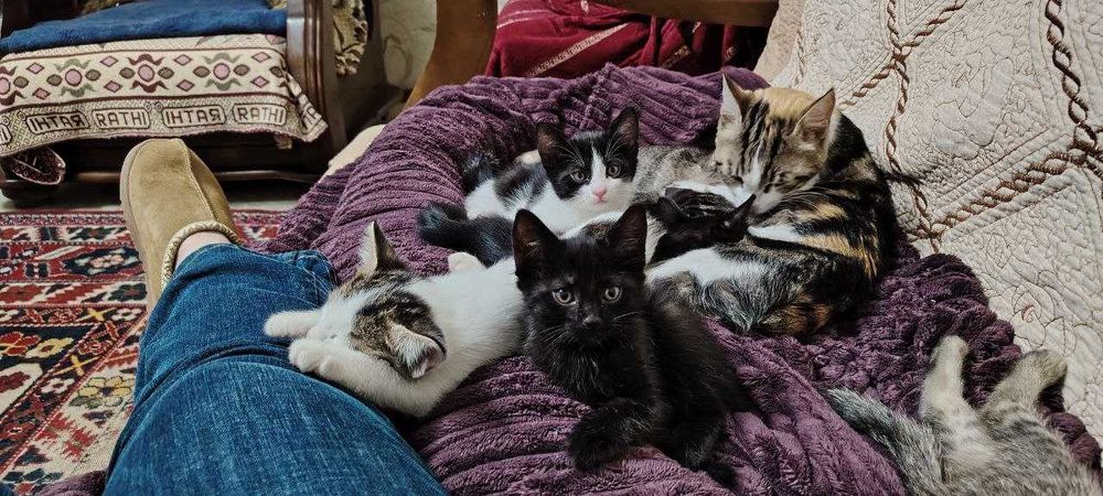 Котята домашние бесплатно в хорошие руки