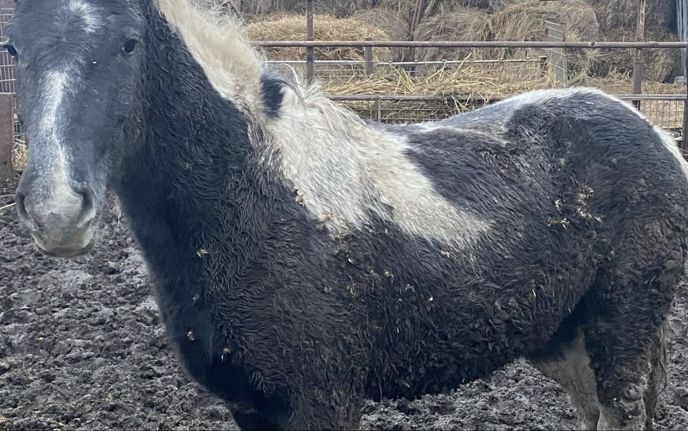 Продам на согым с откорма. Торг