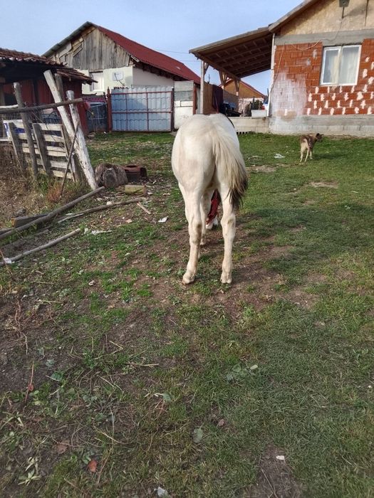 Mănzul de 5 Luni tărcat forte frumos