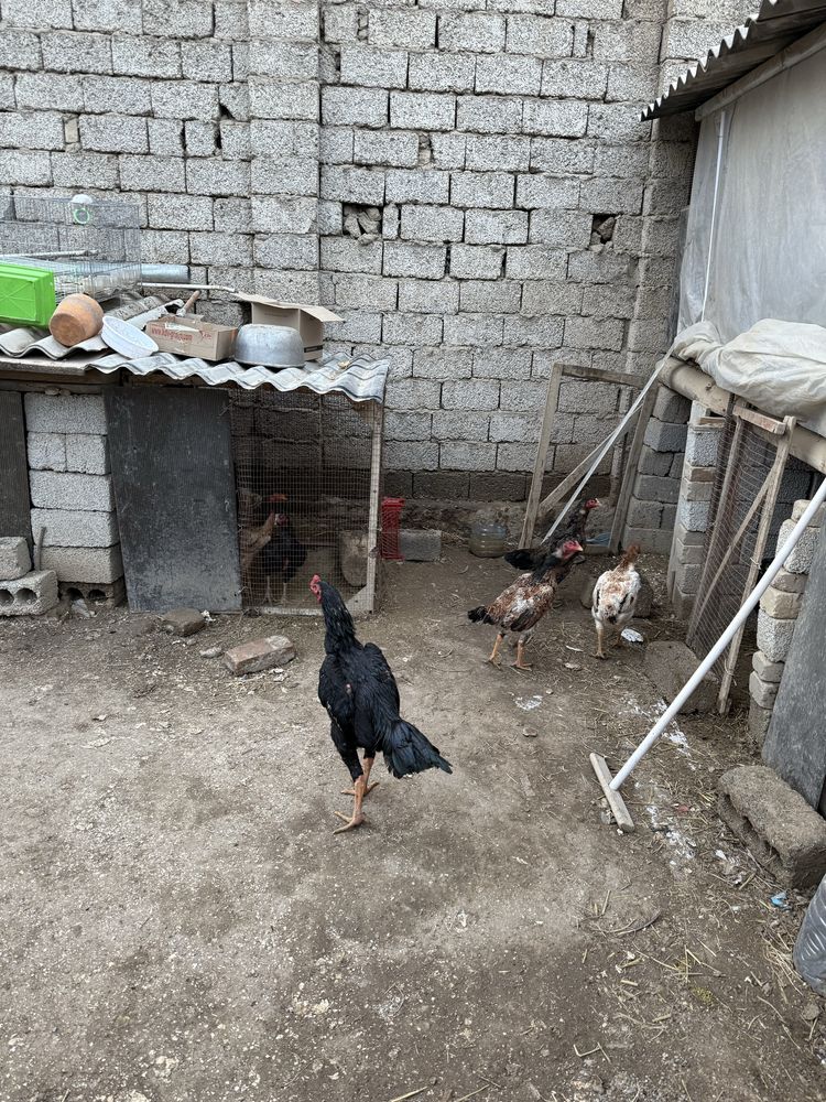 dakan tovula sotiladi boboqi zoti shamo turk giprit narxi oziga qarap