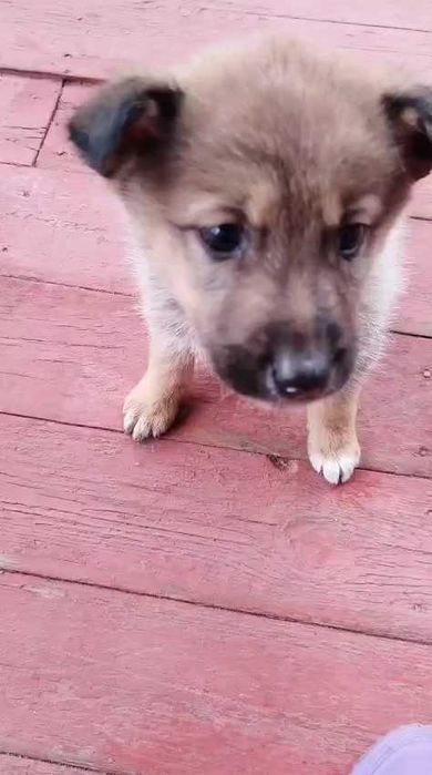 Ищем любящих хозяев для щенков