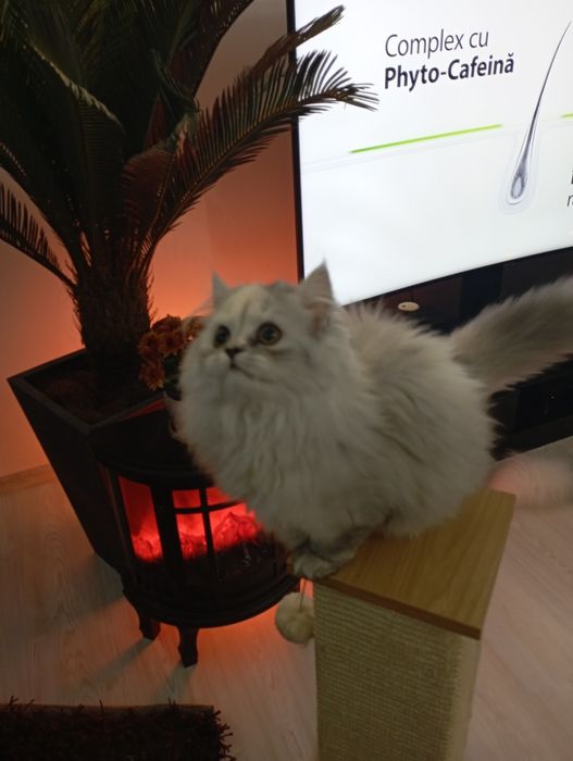 Pui pisica persana shinshilla silver