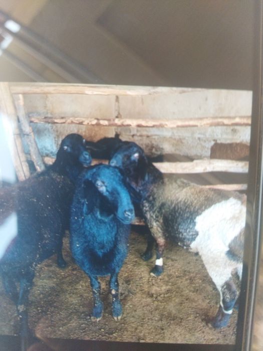 Кучкорлар сотилади.