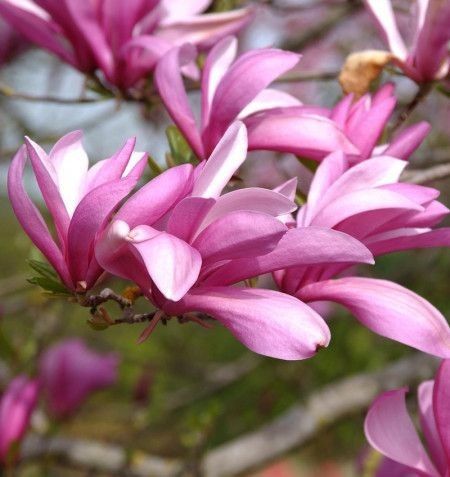 Magnolia Rustica Ruba -Roz închis