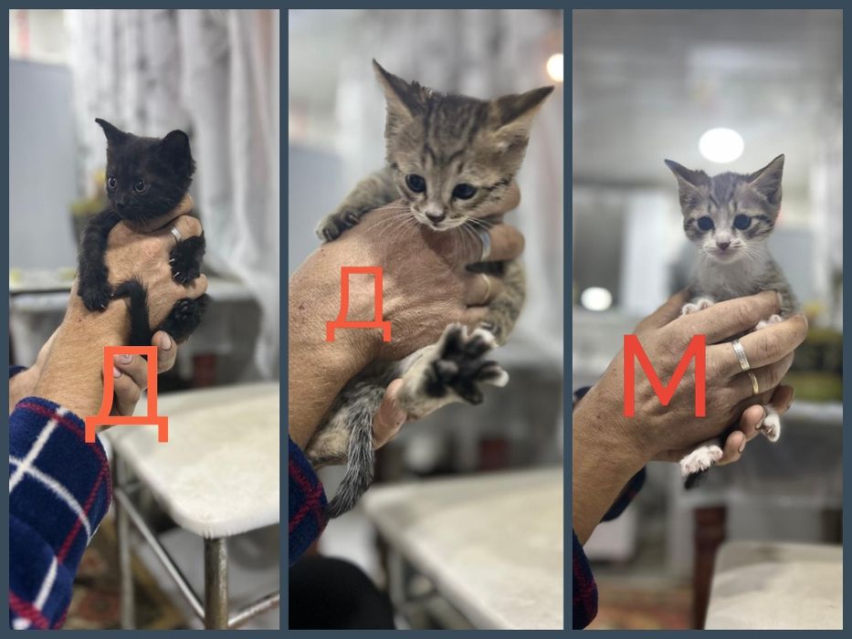Котята в добрые руки