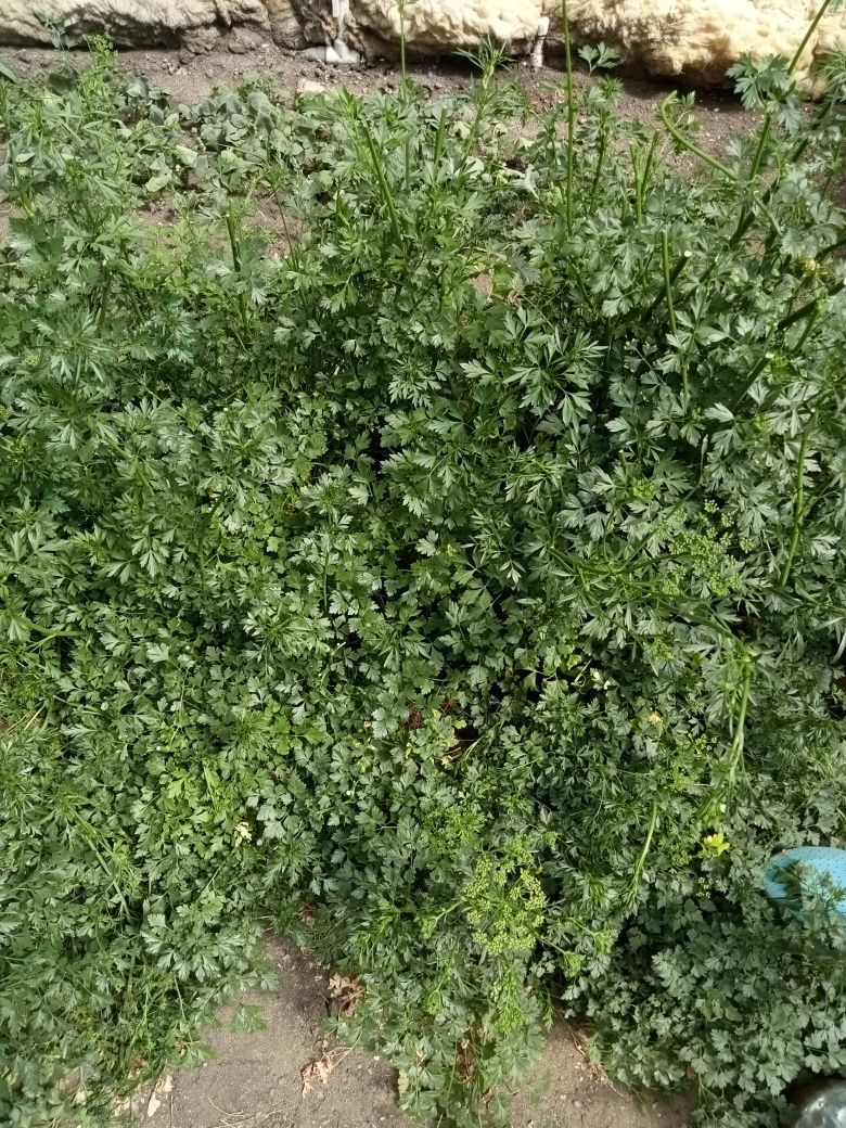 Продам зелень сельдерей петрушка листья салат