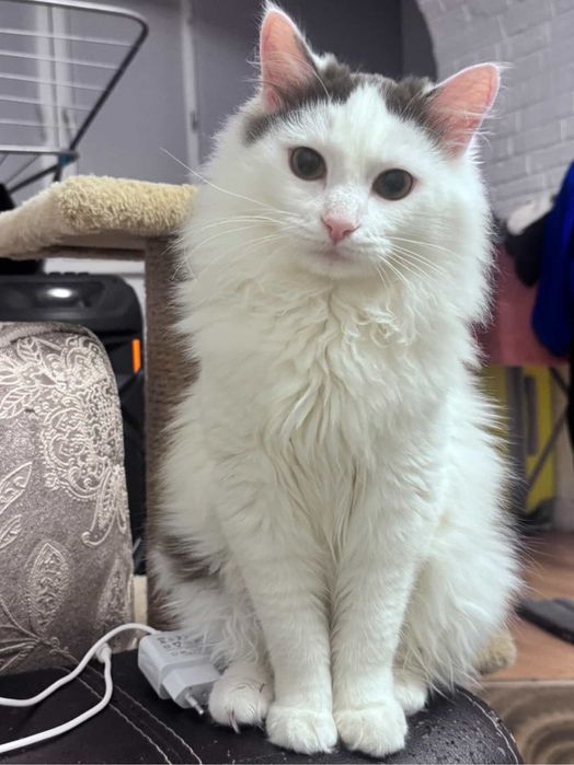 Отдаем спасенных котят-подростков в добрые руки