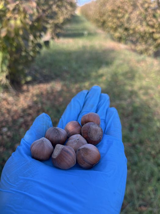 Alune de padure  2025