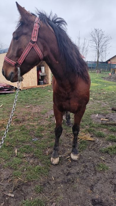 Vând sau schimb mânz de trei ani decastrat e cuminte nu merge bine la