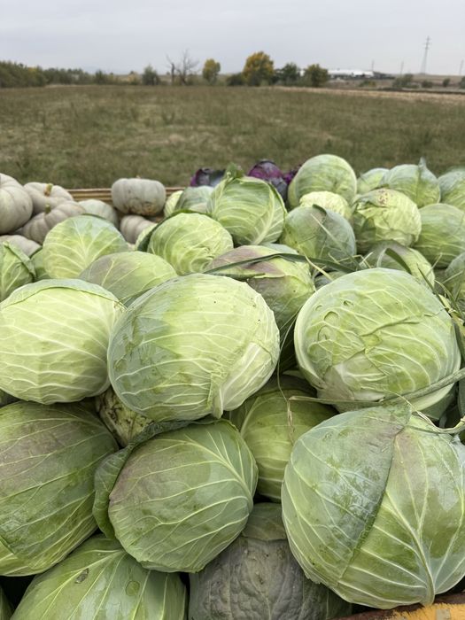 Протавам зеле за кисело и туршия