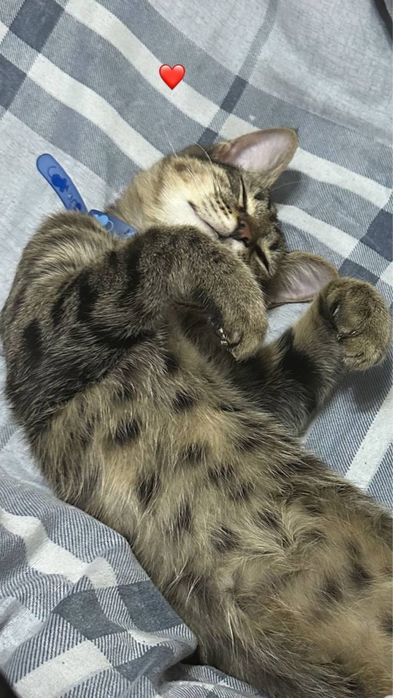 Отдается в добрые руки кот!