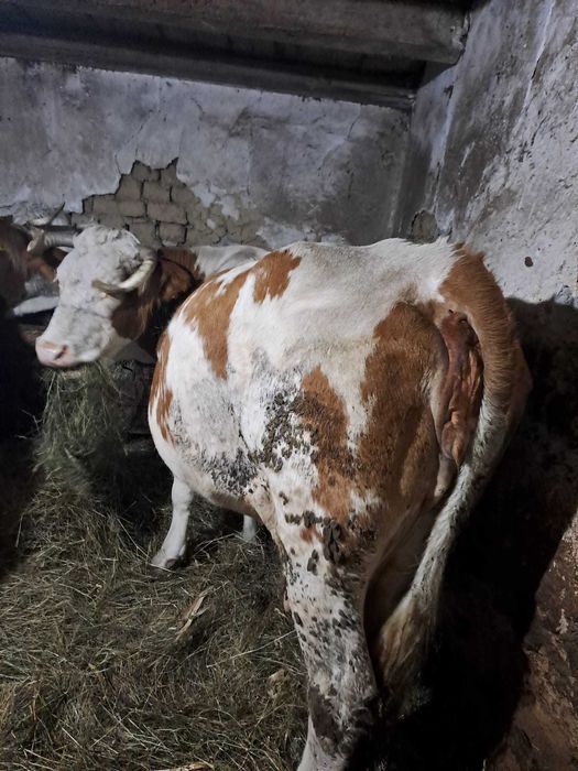 Vand vaca gestanta in 9 luni