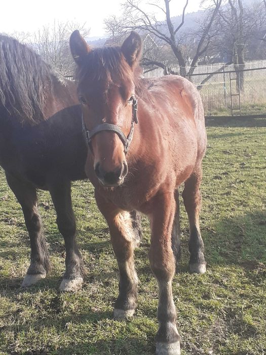 Mânz de vanzare de 7 luni