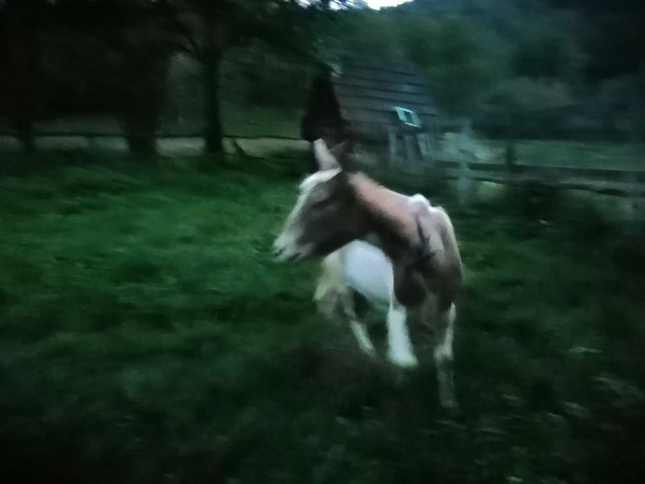 Vand capra zanen buna de lapte la a 3 fătare