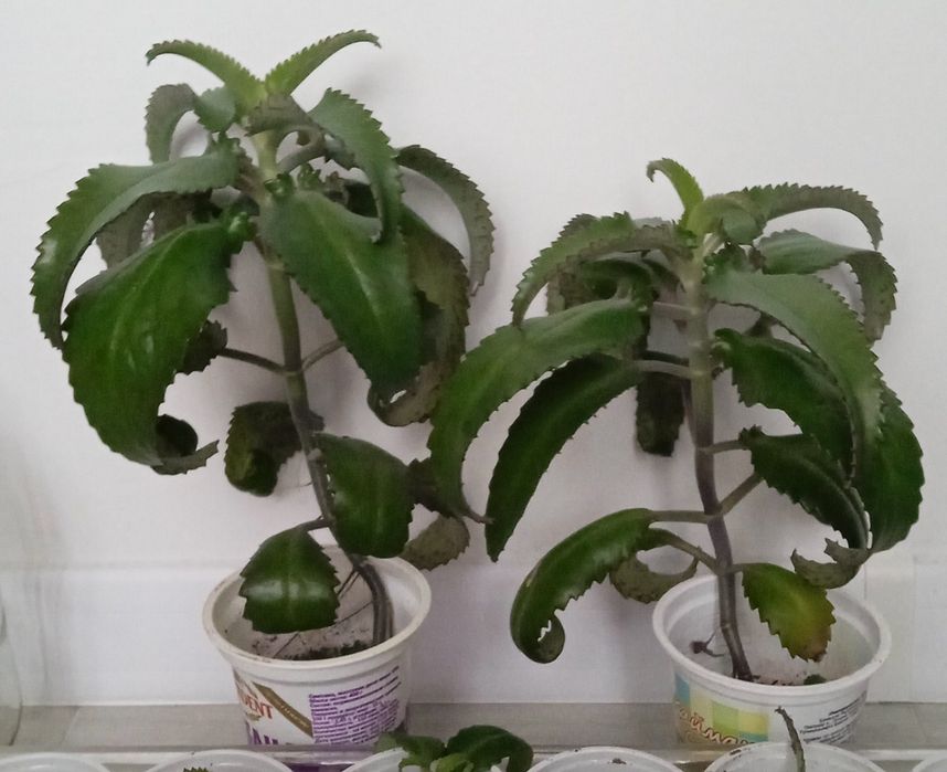 Продам лечебное каланхое