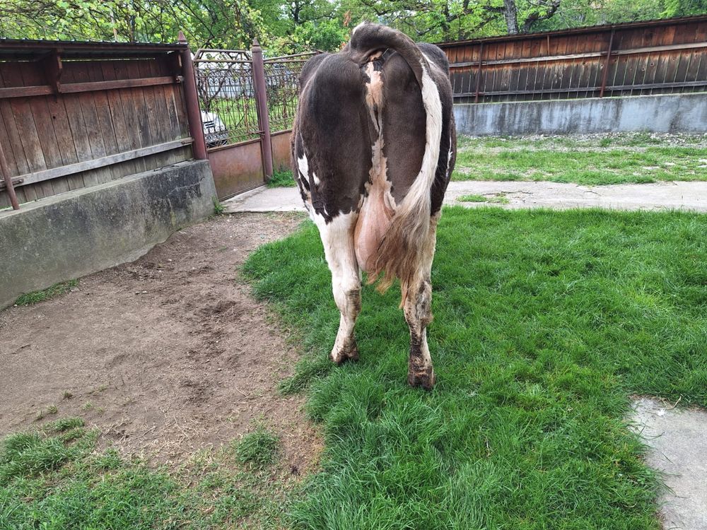 Vaca Bălțată Romaneasca + Vițel