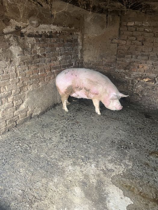 Продавам мъжко прасе