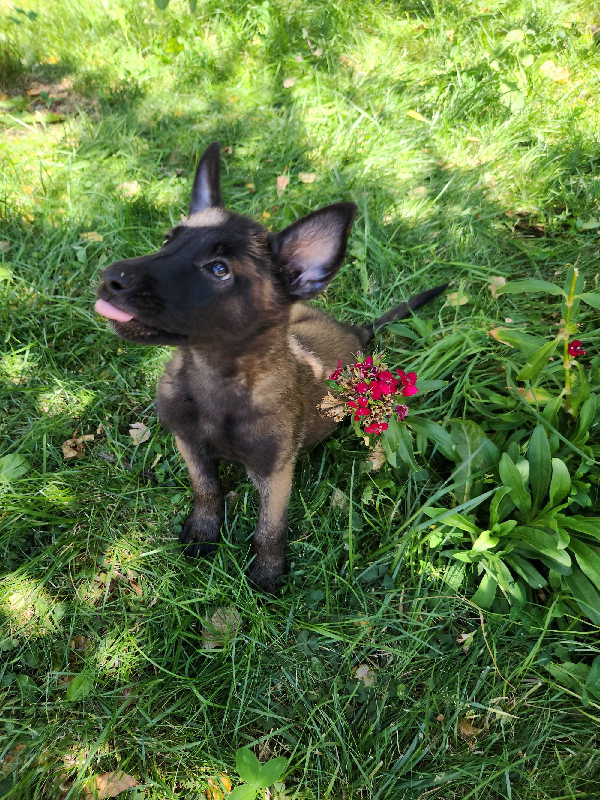 Ciobanesc belgian Malinois mascul cu pedigree