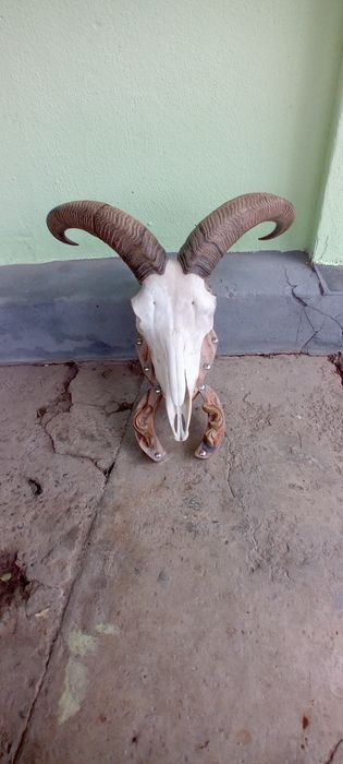 Trofeu de oae de munte