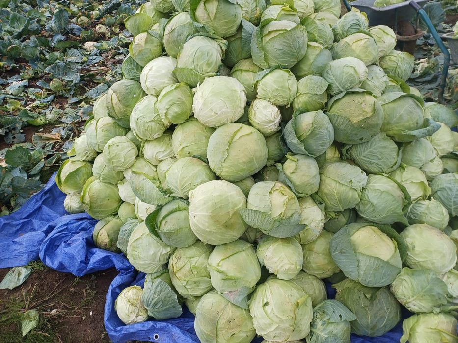 De vanzare varză Buzău
