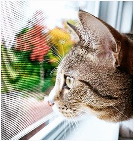 Антикошка москитные сетки внутреннего крепления. Антикошка на дверь.