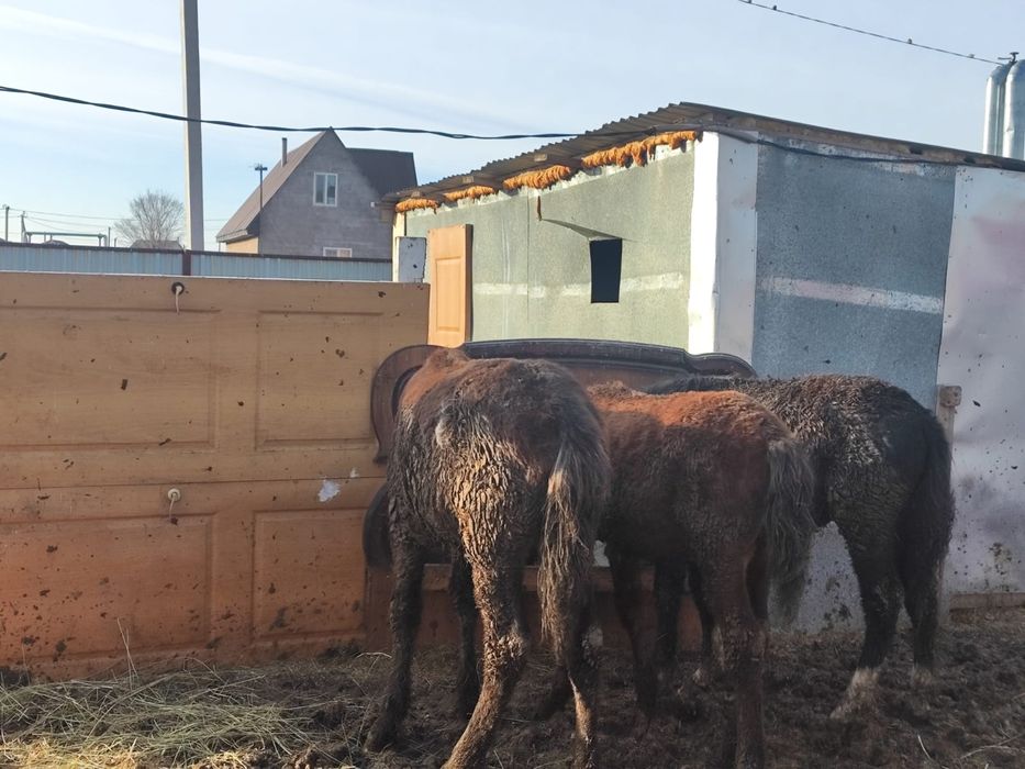 Продам 3 х жеребят справных.