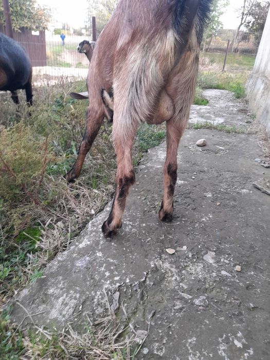 Capră  si țap  de rasă