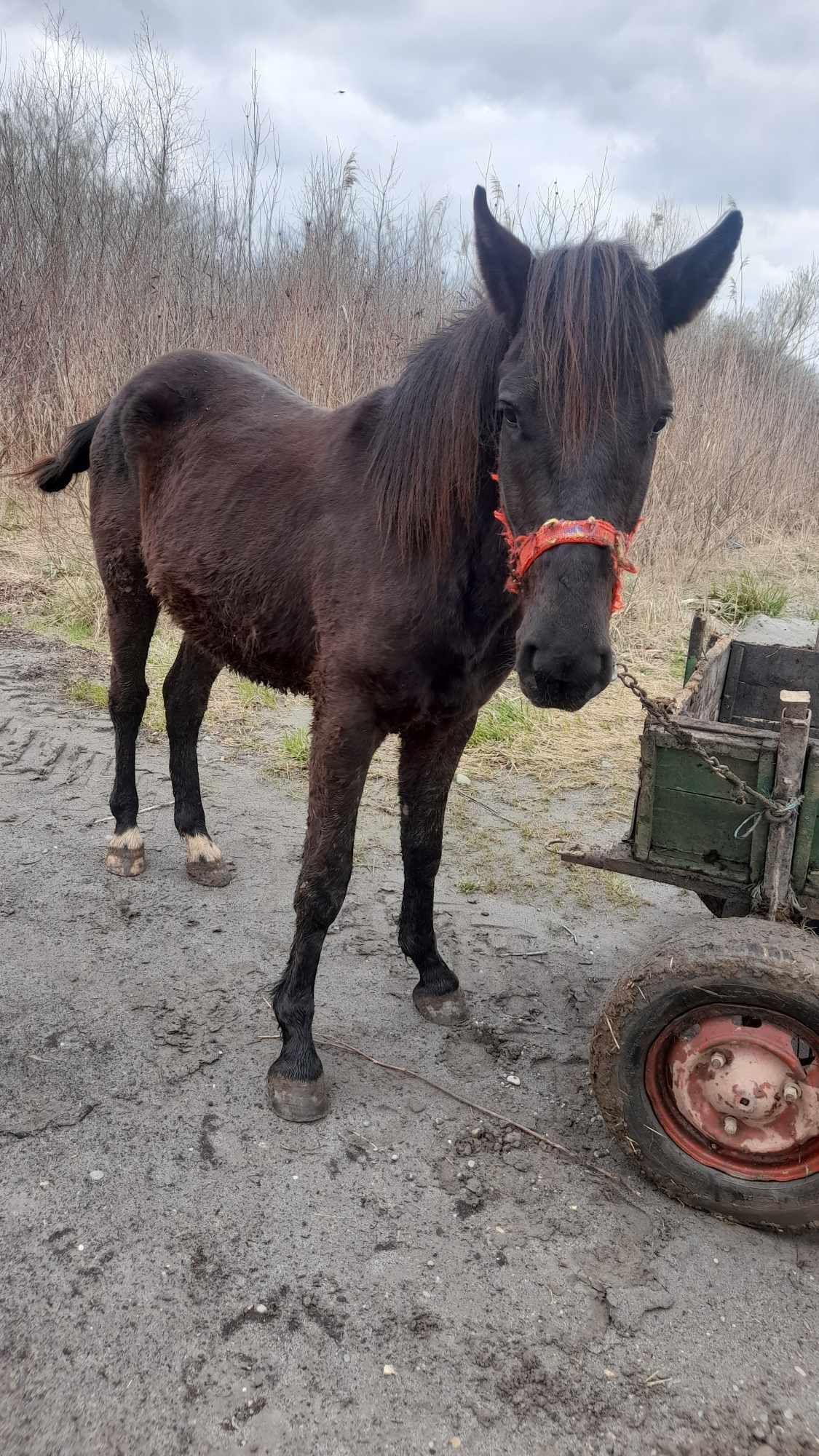 Vand  manz de .1ani si 8.luni.si.castrat.de.o.luna