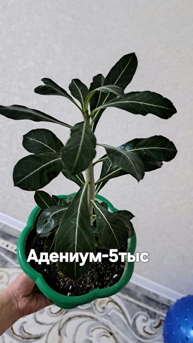 Молочай,Диффенбахия, пелея,адениум,декабрист