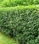 Gard Viu Lemn Câinesc ligustrum ovalifolium/ Catina/ pin