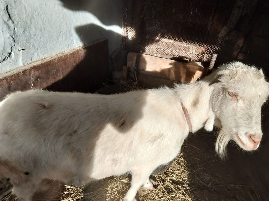 Продам козу котную, и козла мартовсткй