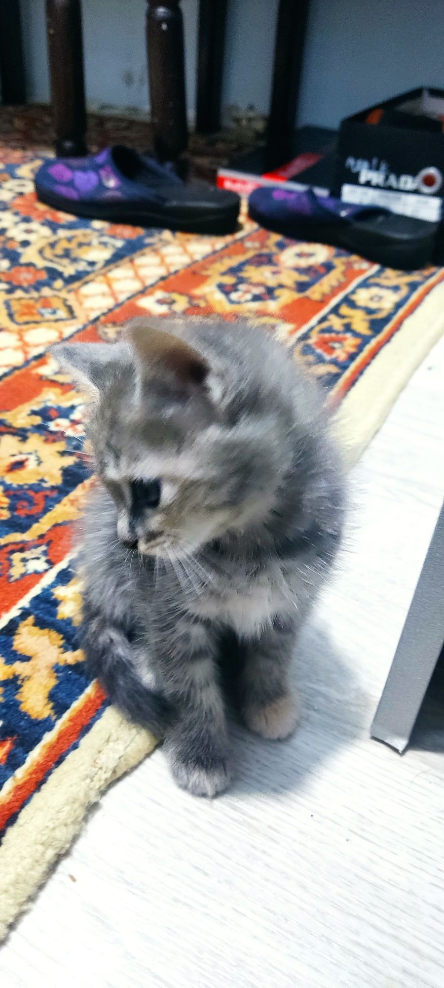 Отдам котят в добрые руки