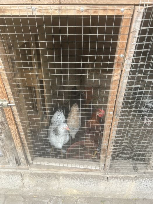 Товуклар сотилади 8 дона