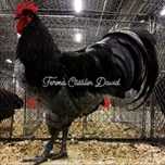 Oua incubat Australorp Albastru Negru Splash