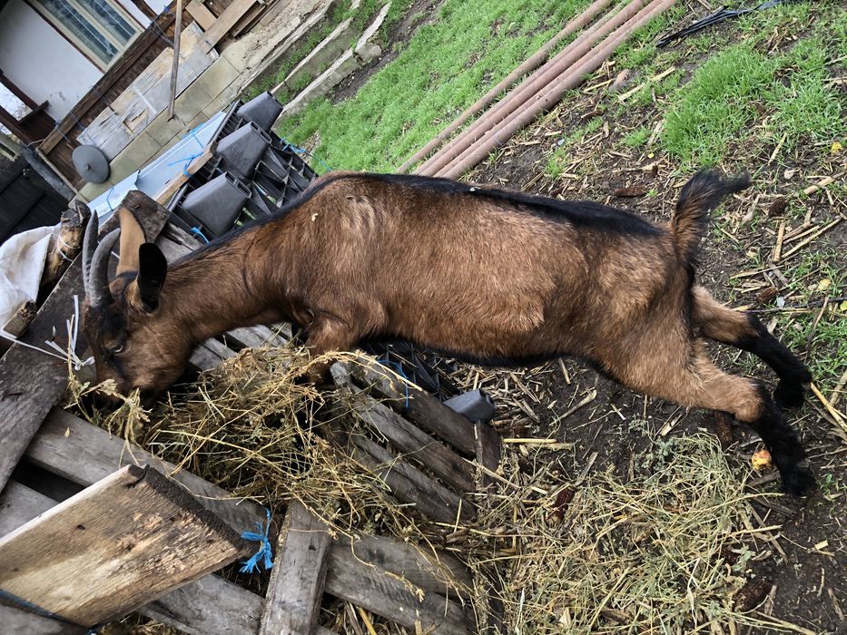 Capre Alpine Franceze pereche originale au virsta de 1 an