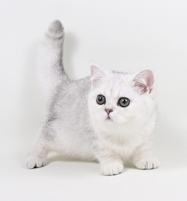 Pisicuta British Shorthair   Chinchilla Silver cu pedigree