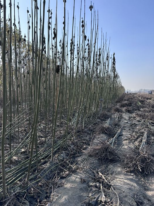 Павлония бор Pavlovniya sotiladi