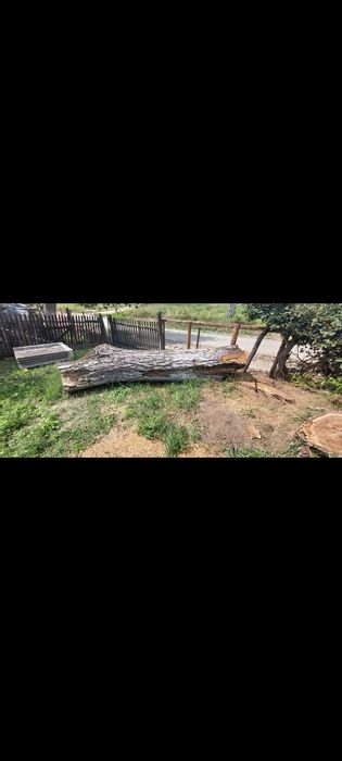 Trunchi de nuc taiat