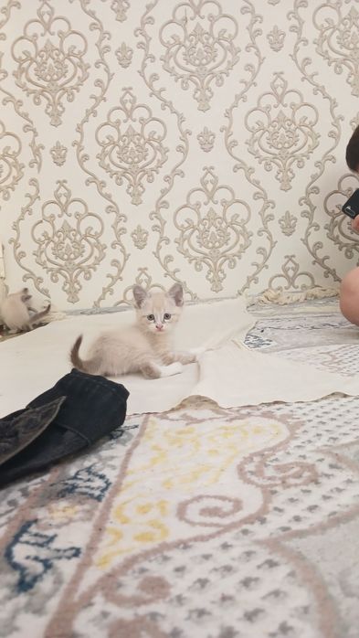 Продаётся белый кошки