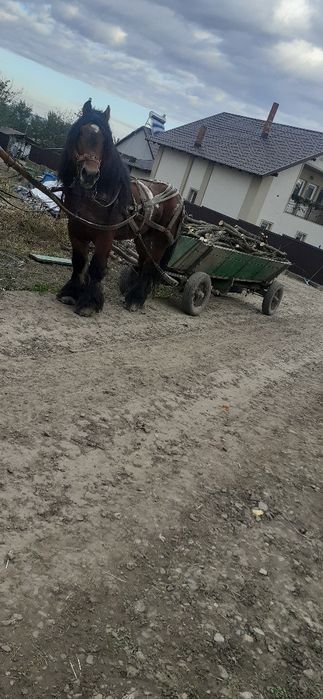 Vând armăsar foarte Cuminte