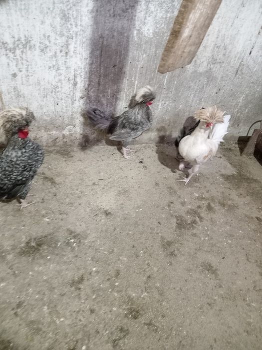 Motati olandezi de vanzare