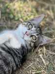 Pisicuti pt adoptie