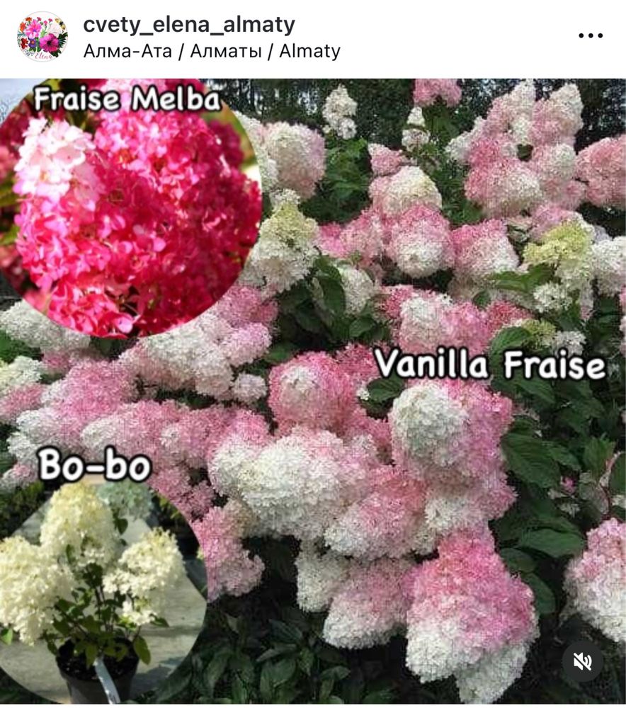Гортензии метельчатые -Фантом, Vanilla Fraise, Fraise Melba и Bo-bo