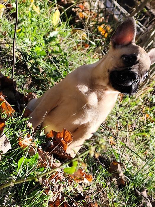 Френски болдог-Момче