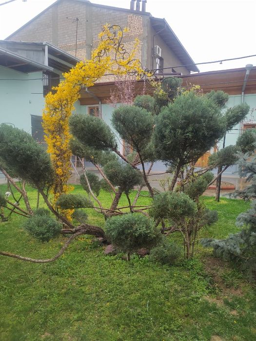 Archa narxini kelishamiz