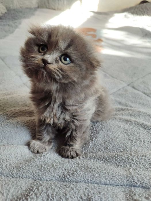 Продается котенок скоттиш фолд