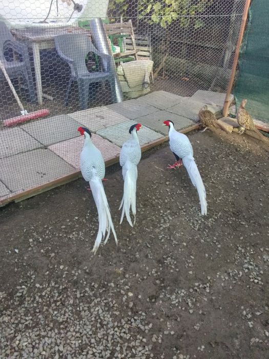 Vând fazanii argintii, auriu pe roșu și comuni