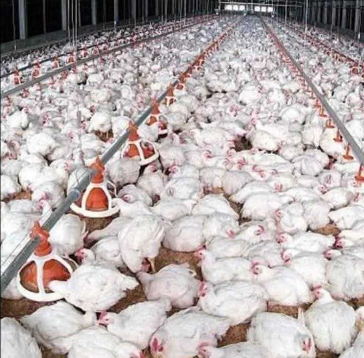 Pui rasa mixta porumbaci rosii kabir si albi de carne